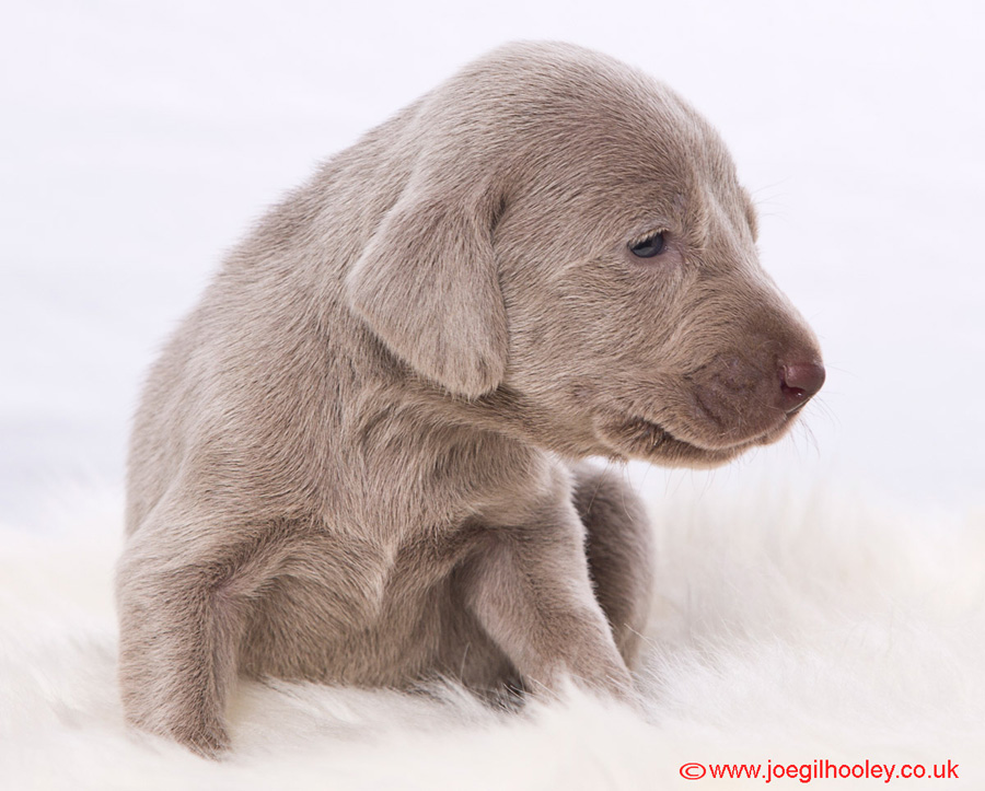Weimaraner pups - Three weeks old
