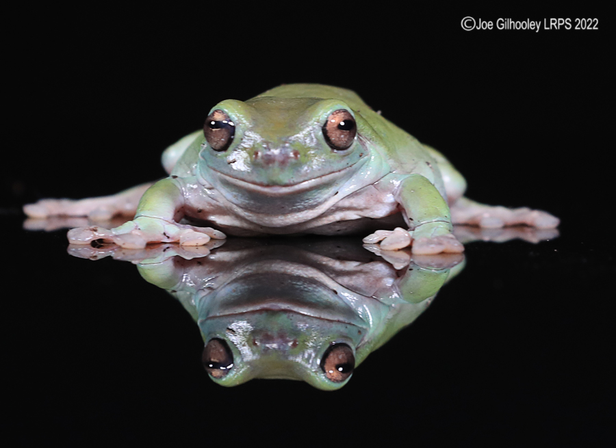 Whites Tree Frog 5th October 2022