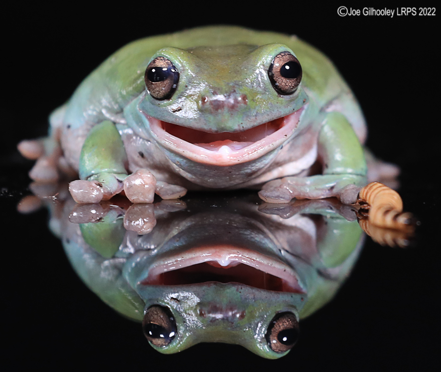Whites Tree Frog 5th October 2022