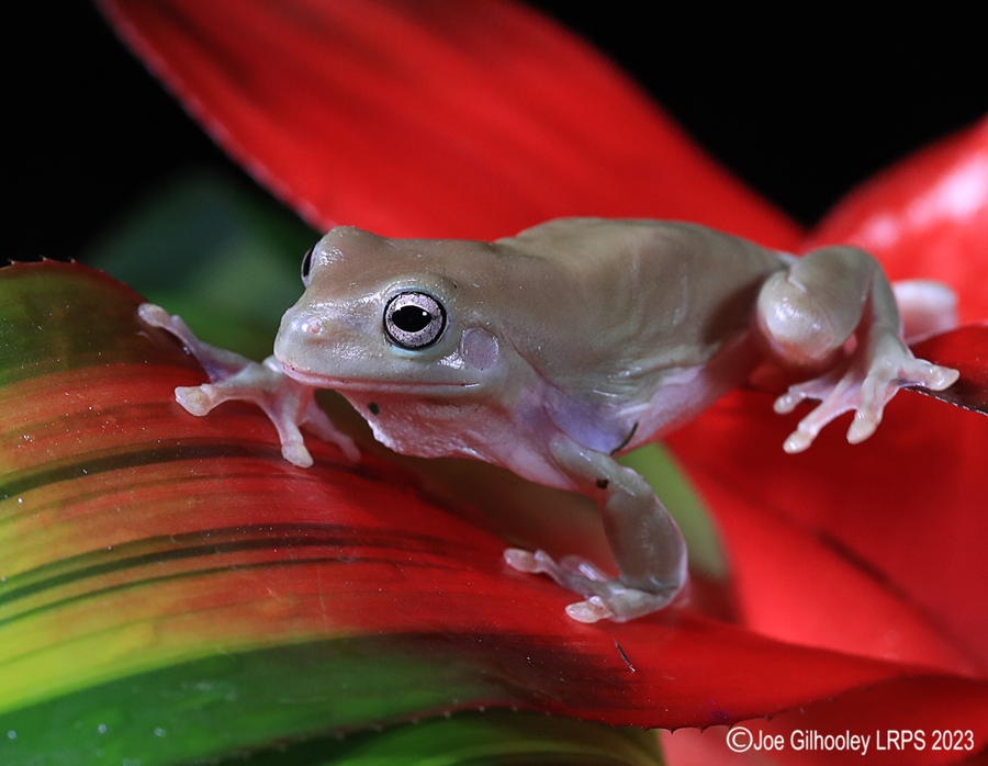 Whites Tree Frog on a Plant Whites Tree Frog on a Plant