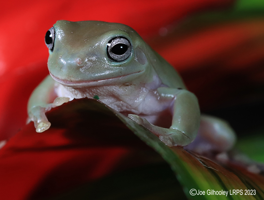 Whites Tree Frog on a Plant Whites Tree Frog on a Plant