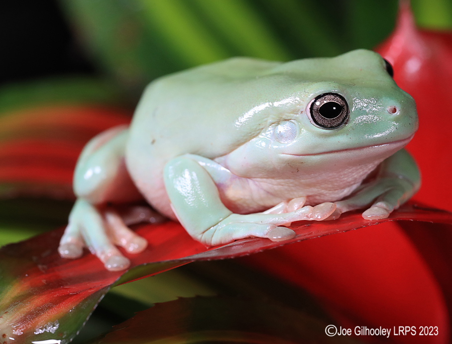 Whites Tree Frog on a Plant Whites Tree Frog on a Plant