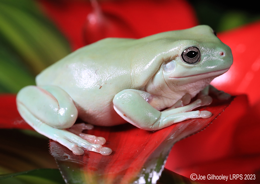 Whites Tree Frog on a Plant Whites Tree Frog on a Plant