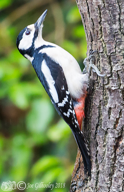 Great spotted woodpecker at feeder in our garden