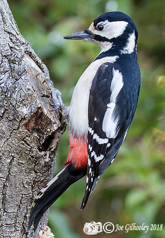 Great spotted woodpecker in our garden