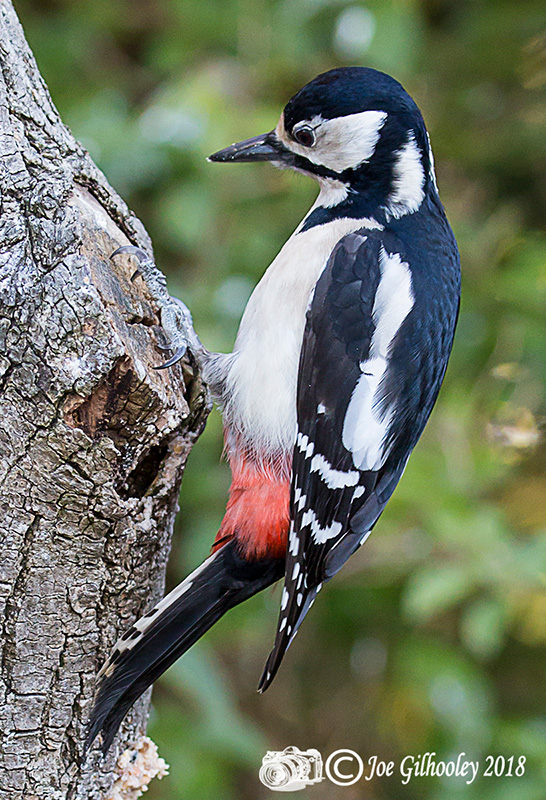 Great spotted woodpecker in our garden