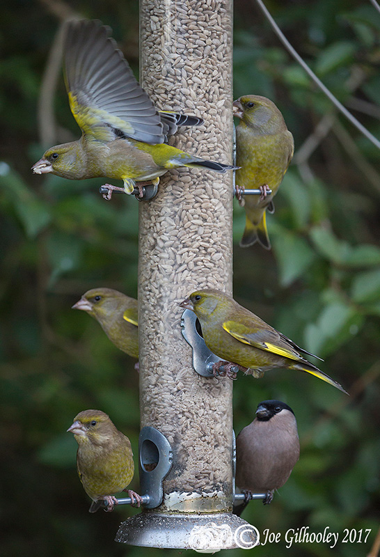 Finches at feeder in our garden