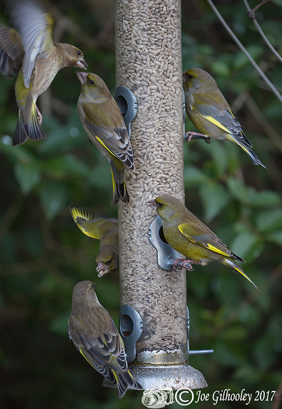 Finches at feeder in our garden