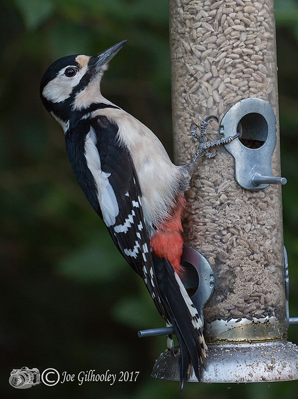 Great spotted woodpecker at feeder in our garden
